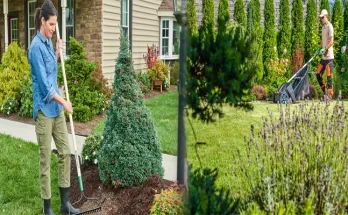 Seasonal Lawn Care Tips for Homeowners